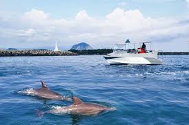 Dolphins on Jeju Island